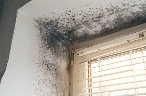 Affordable Mold Removal solutions in Lillington, NC